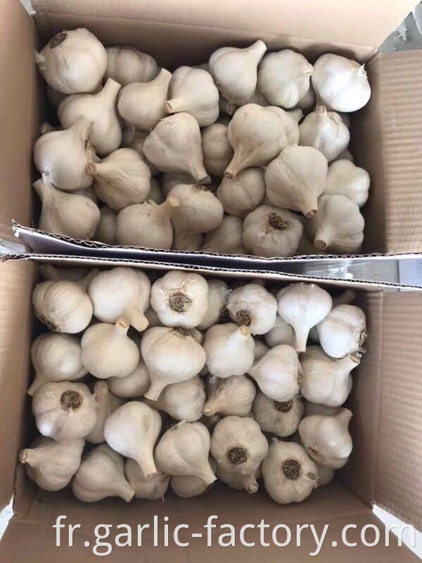 Cangshan Garlic for indonesia